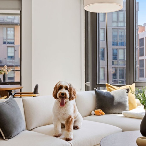 Living Room with puppy  living room with open concept kitchen